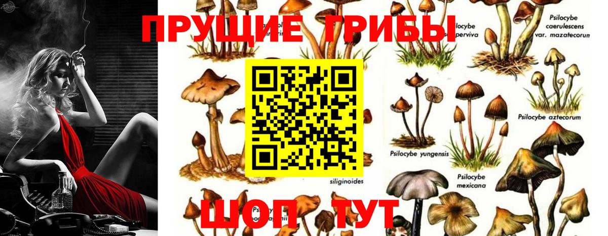 Коломна  Псилоцибиновые грибы прущие грибы  Вход с VPN  Псилоцибиновые грибы Psilocybe 
